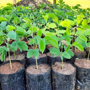 Trees ready to be planted out in Madagascar